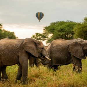 Tarangire