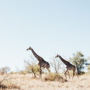 Parque Nacional Kruger
